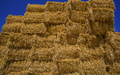 Wheat Straw Manchester TN